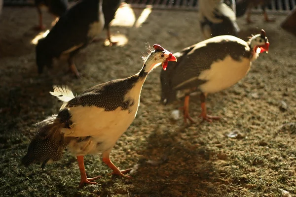 Guinea fowl — Stock Photo, Image