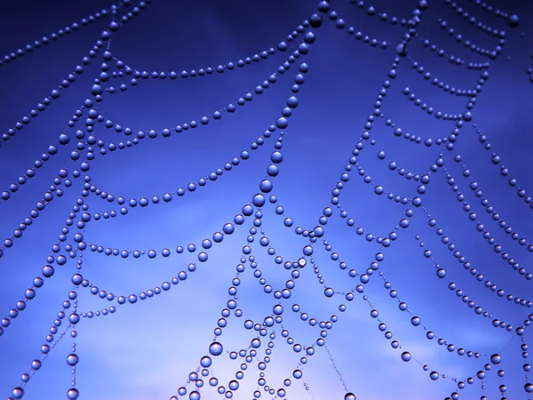 Πρωινή δροσιά στον ιστό αράχνης — Φωτογραφία Αρχείου