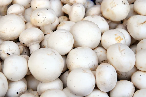 stock image Fresh Mushrooms