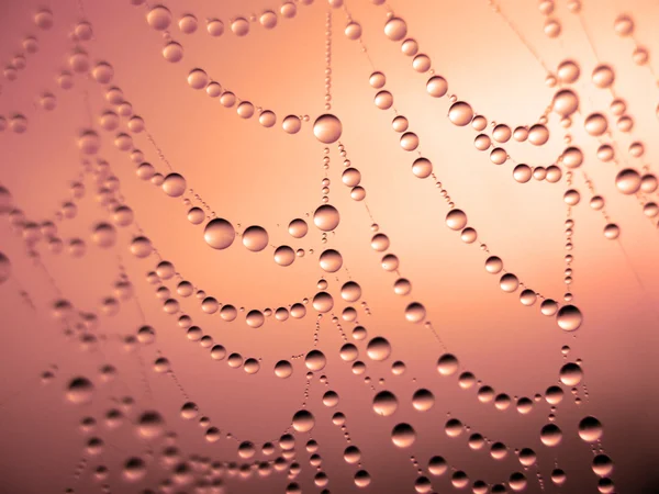 Morning dew on spider web — Stock Photo, Image