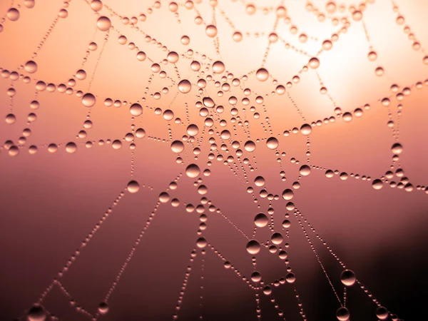 Orvalho matinal na teia de aranha — Fotografia de Stock