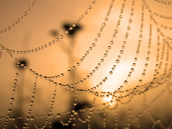 Утренняя роса на паутине — стоковое фото