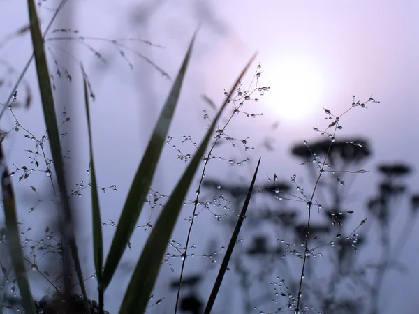 Krople rosy na trawie — Zdjęcie stockowe