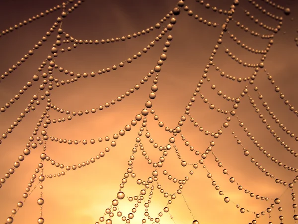 Reggeli harmat a pókhálón — Stock Fotó