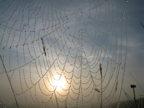 Jaring laba-laba — Stok Foto