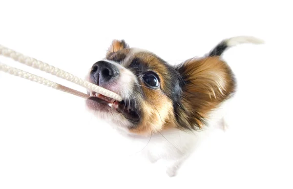 The puppy papillon playing with a rope. — Stock Photo, Image