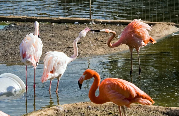 Flamingo — kuvapankkivalokuva