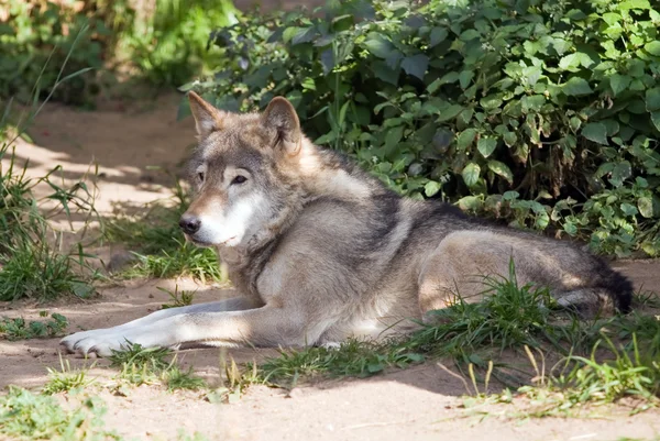 Resting wolf — Stock Photo, Image