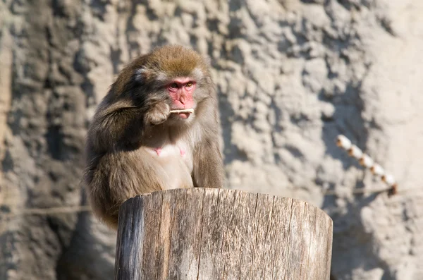 Japanese macaque — Stock Photo, Image