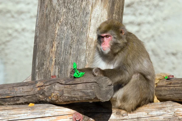 Japanilainen Macaque — kuvapankkivalokuva