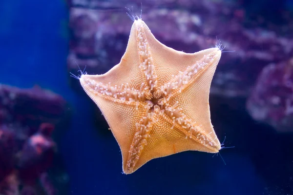 Sea star — Stock Photo, Image