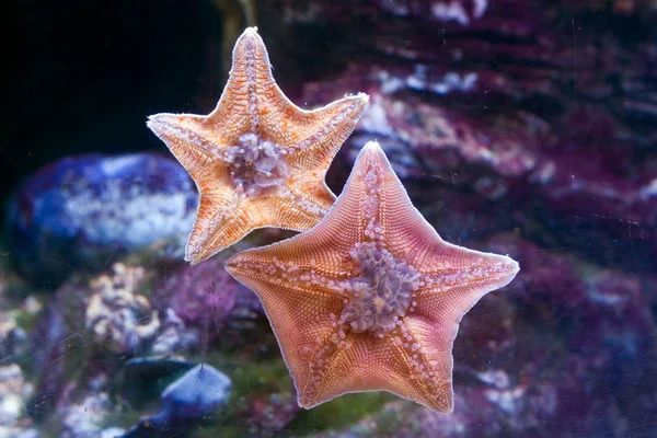 Морської зірки — стокове фото
