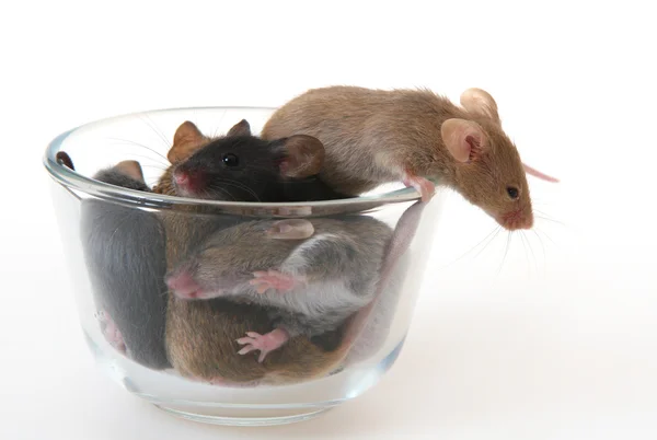 Muis in een glas — Stockfoto