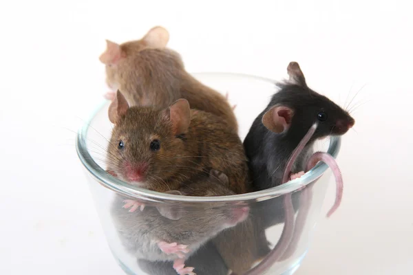 Muis in een glas — Stockfoto