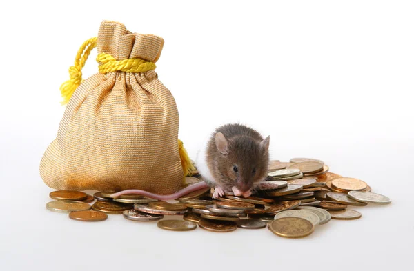 Pequeño ratón sentado en un montón de monedas — Foto de Stock