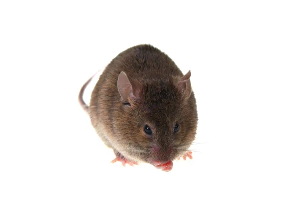 Ποντίκι — Φωτογραφία Αρχείου