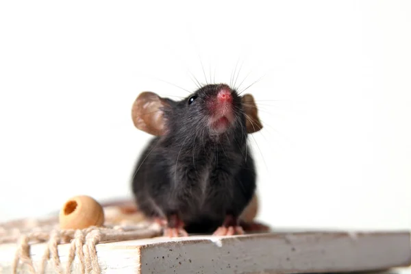 Myš — Stock fotografie