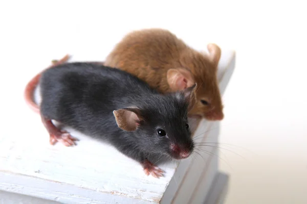 Dois ratos. — Fotografia de Stock