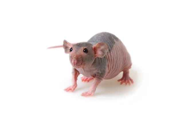 Nackte Ratte — Stockfoto