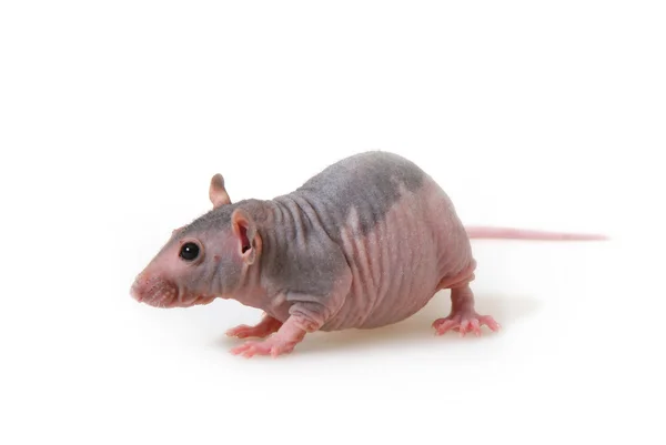 裸のネズミ — ストック写真