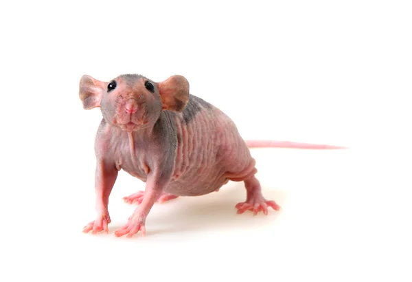 Nackte Ratte — Stockfoto