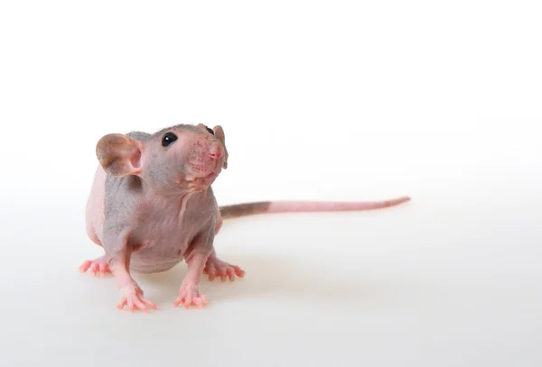 Szczur nago — Zdjęcie stockowe