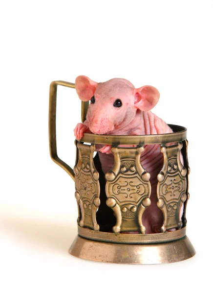 Szczur nago — Zdjęcie stockowe