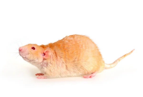 Rat op een witte achtergrond — Stockfoto