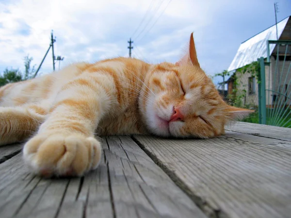 Cat paw — Stock Photo, Image