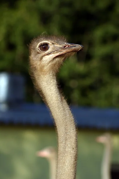 Ostriches — Stock Photo, Image
