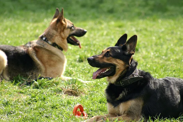 Alman çoban köpekleri — Stok fotoğraf