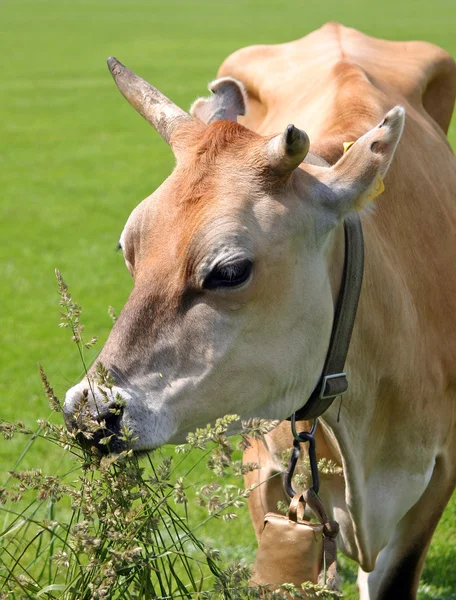The cow on a meadow — Stock Photo, Image