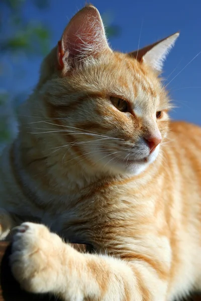 Czerwony kot — Zdjęcie stockowe