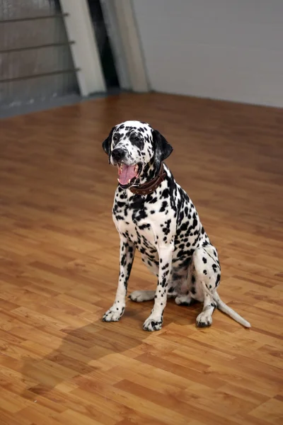 stock image Dalmatian