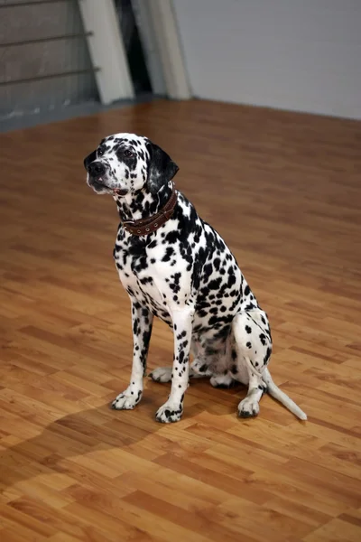 stock image Dalmatian