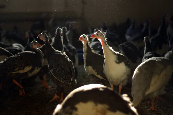 Guinea fowls — Stock Photo, Image