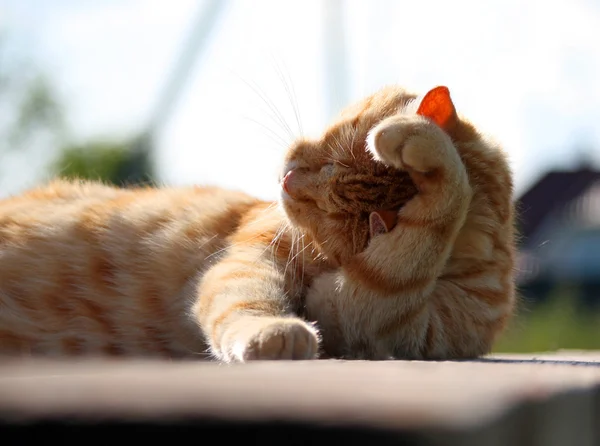 빨간 고양이 세척 — 스톡 사진