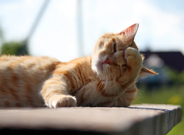 Красная мыльная кошка — стоковое фото