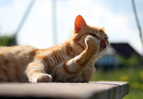 Mycie czerwony kot — Zdjęcie stockowe