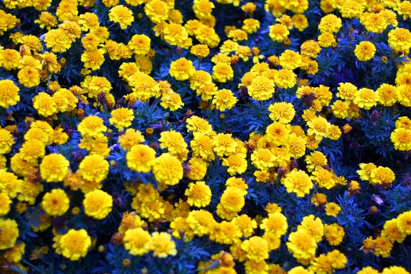Flores —  Fotos de Stock