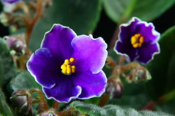 African violet (Saintpaulia) — Stock Photo, Image