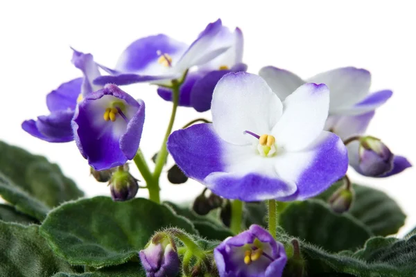 African violet. Saintpaulia. — Stock Photo, Image