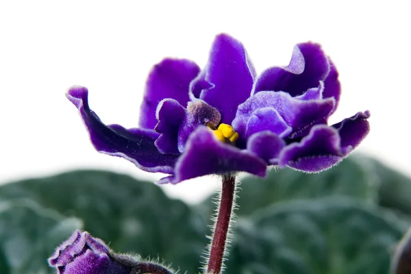 Violeta africana. Santa Paulia. . — Fotografia de Stock