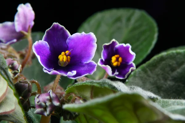 stock image African violet (Saintpaulia)