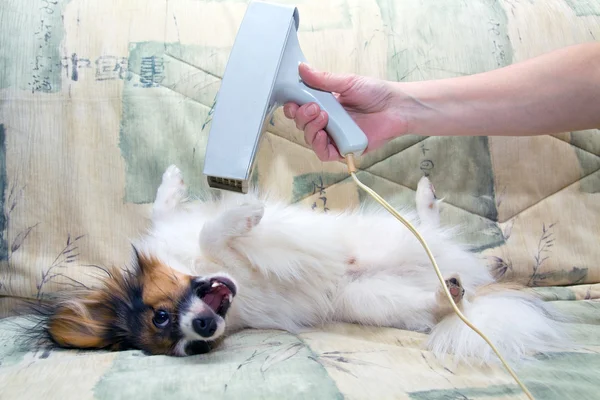 Grooming for a dog — Stock Photo, Image