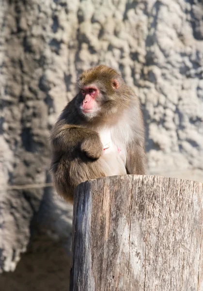 Japanese macaque — Stock Photo, Image