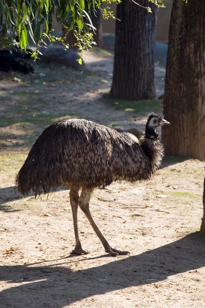 Emu — Stock Photo, Image