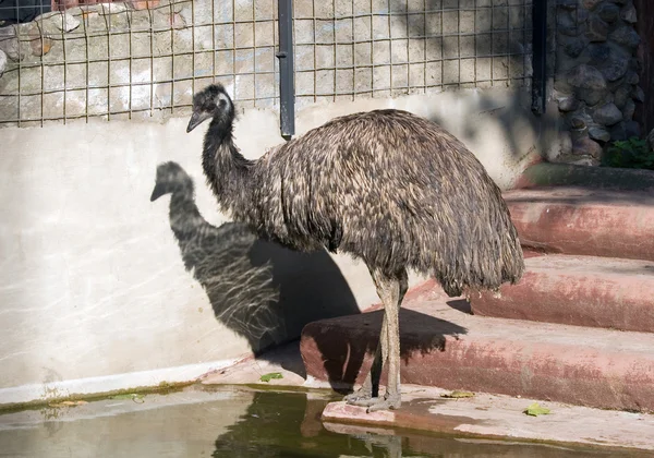 Emu. —  Fotos de Stock