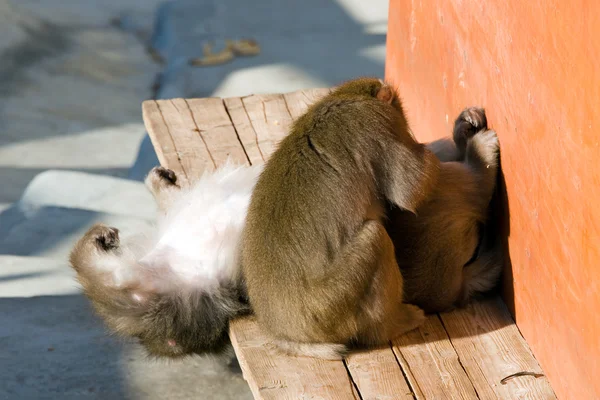 Japansk makak - Stock-foto