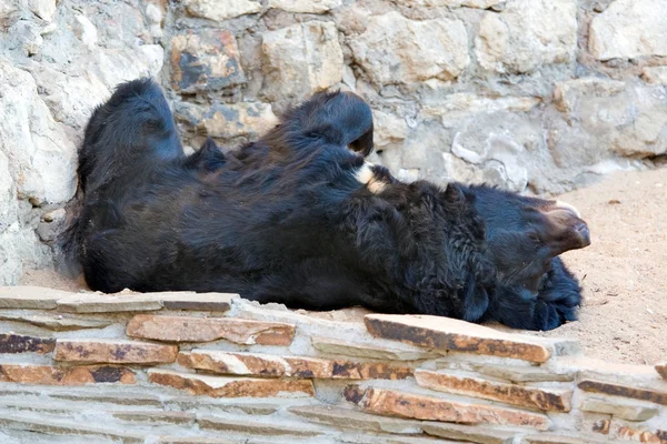 Urso do Himalaia — Fotografia de Stock